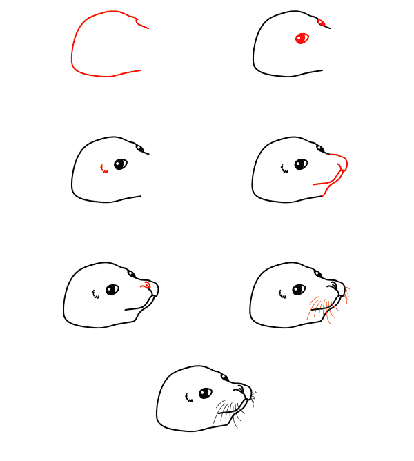 How to draw Seal face