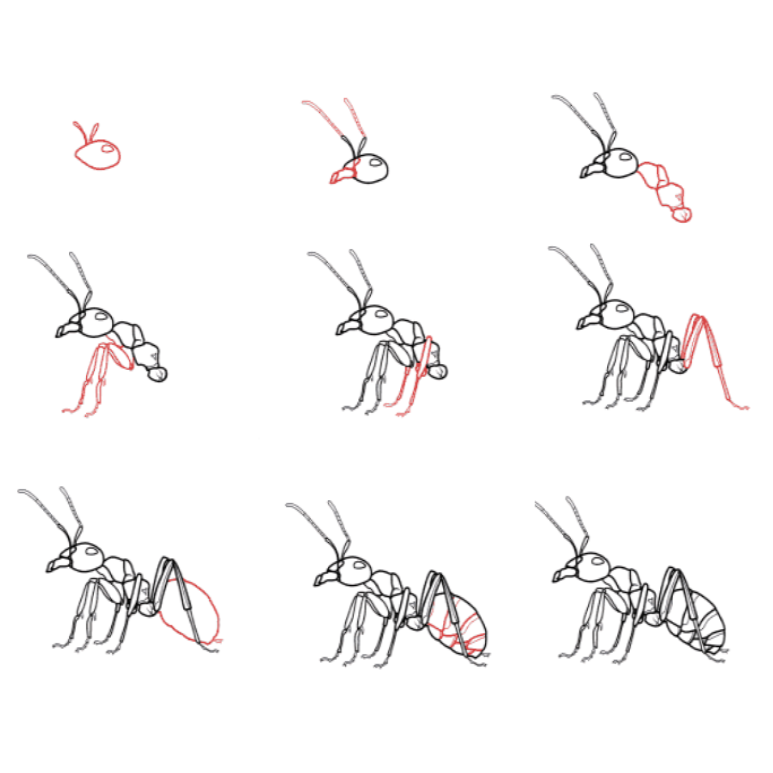 How to draw Soldier ants