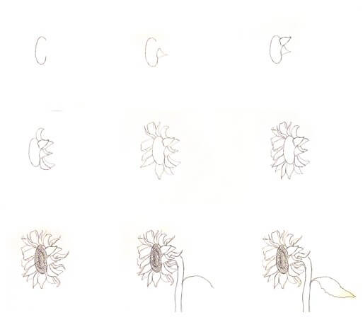 How to draw Sunflowers idea (9)