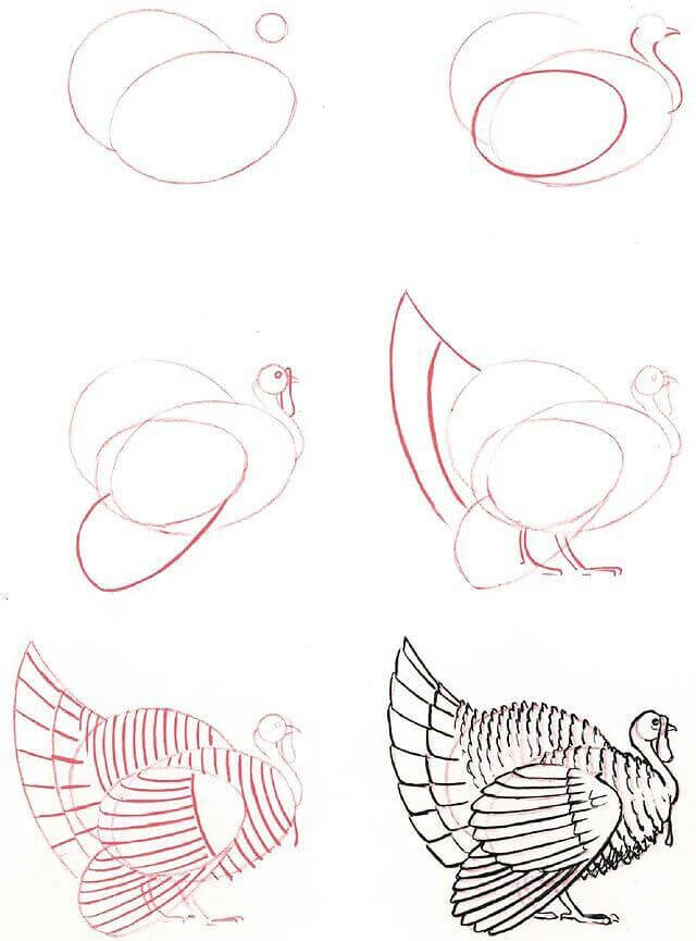 How to draw Turkey idea (15)