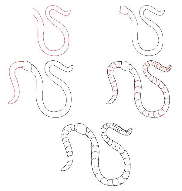 How to draw Worm