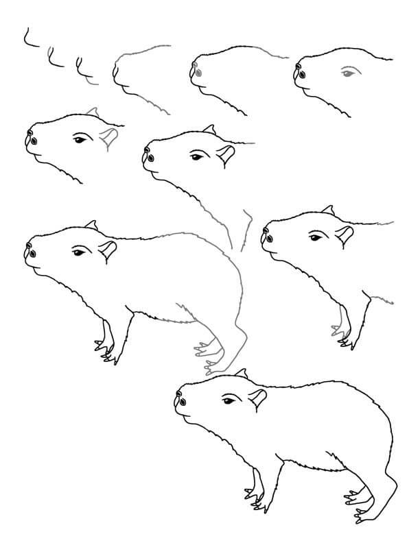 Capybara idea (4) Drawing Ideas