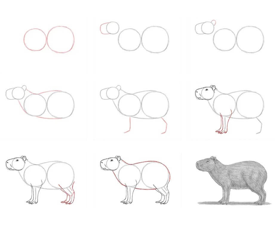 Capybara Drawing Ideas