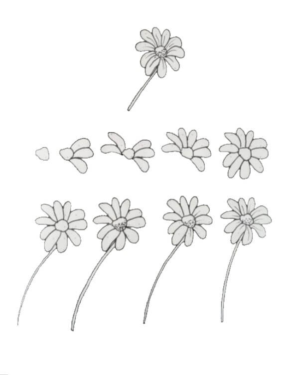Daisy flower idea (17) Drawing Ideas