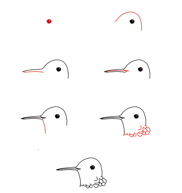 Hummingbird face Drawing Ideas