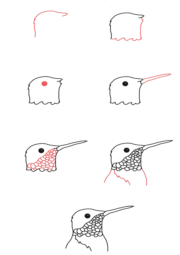 Hummingbird head Drawing Ideas