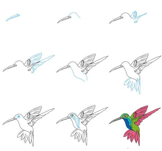 Hummingbird Drawing Ideas