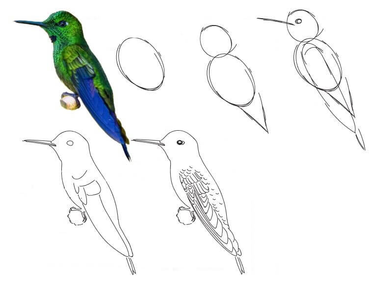 Hummingbird idea (24) Drawing Ideas