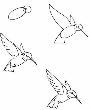 Hummingbird idea (7) Drawing Ideas