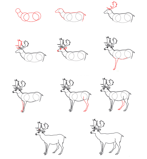 Realistic Deer (3) Drawing Ideas