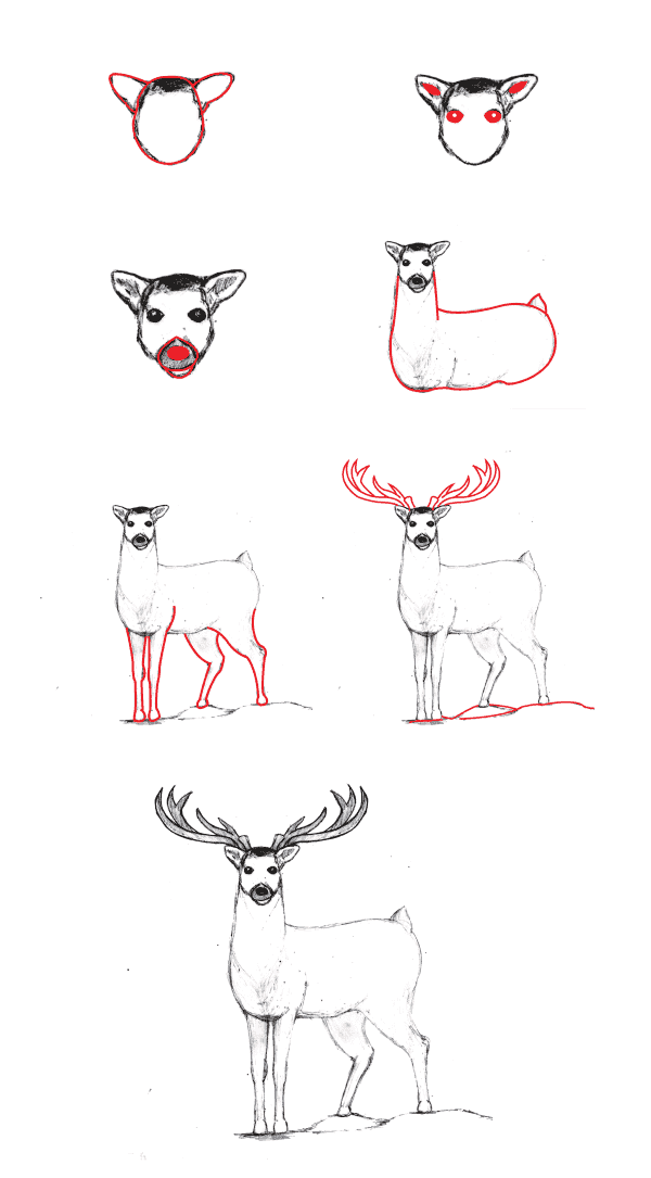Realistic Deer (5) Drawing Ideas