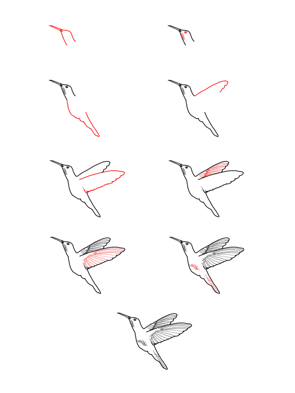 Realistic hummingbird Drawing Ideas