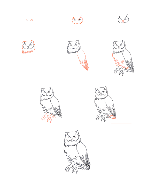 Realistic owl Drawing Ideas