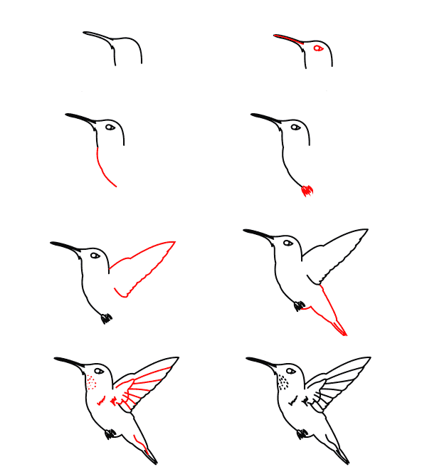 rufous-hummingbird-tutorial Drawing Ideas