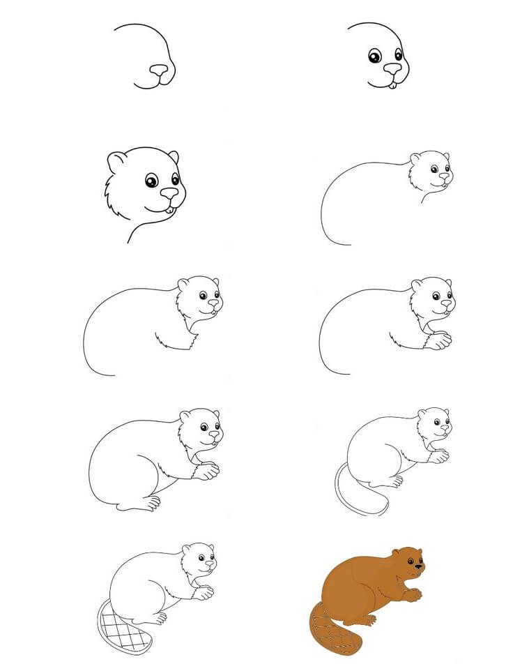 How to draw Beaver idea (12)