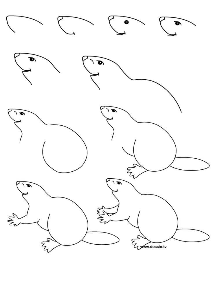 How to draw Beaver idea (14)