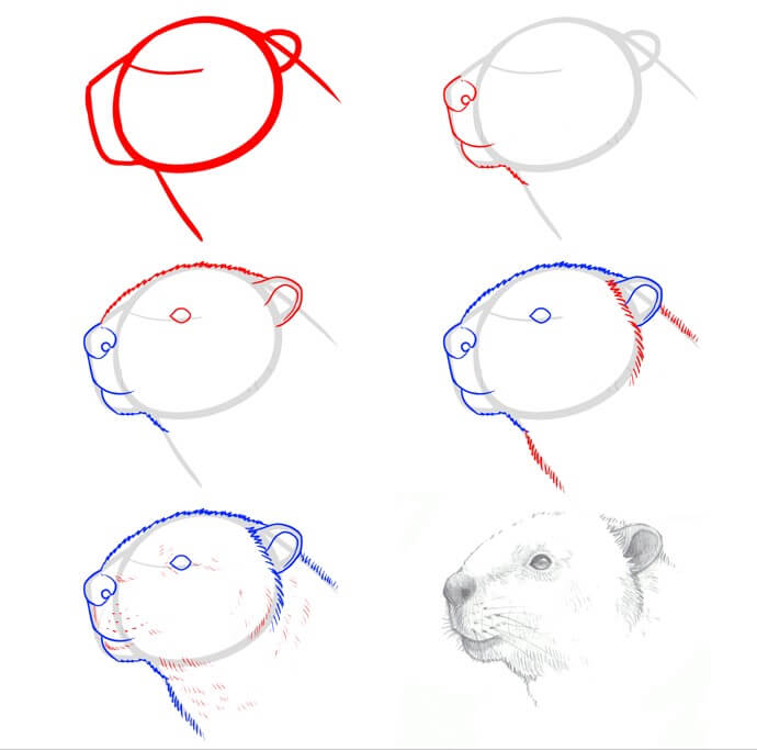 How to draw Beaver idea (17)