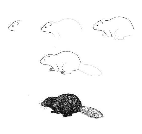 Beaver idea (2) Drawing Ideas