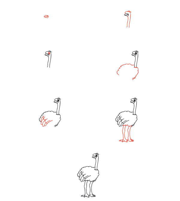 Cartoon ostrich Drawing Ideas