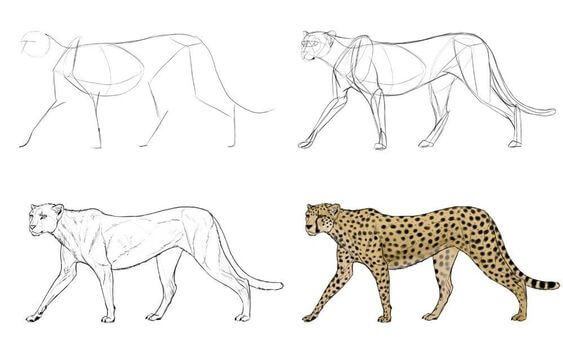 How to draw Cheetah idea (13)