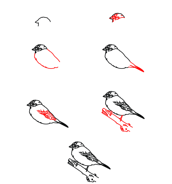 Drawing a simple sparrow (3) Drawing Ideas