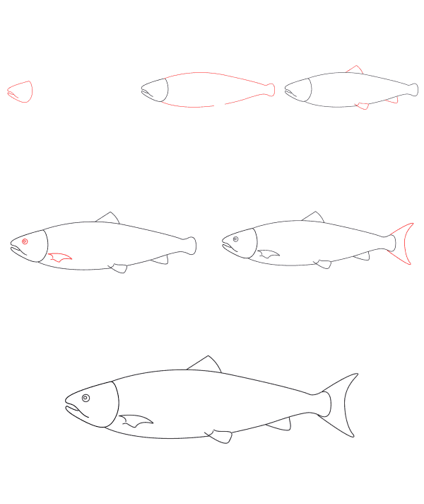 How to draw drawing salmon simple (3)