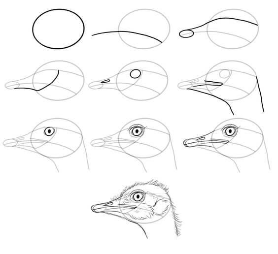 Ostrich head Drawing Ideas