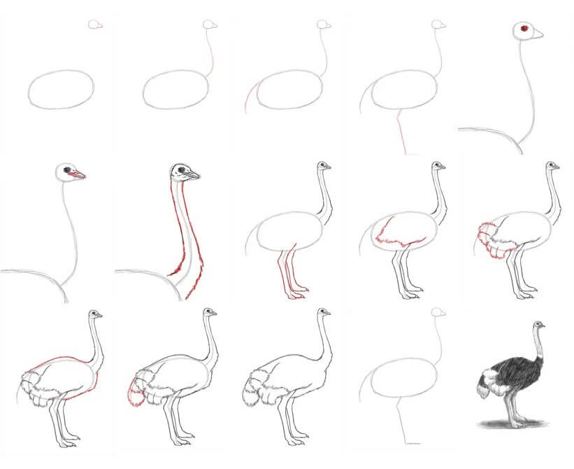 Ostrich idea (12) Drawing Ideas