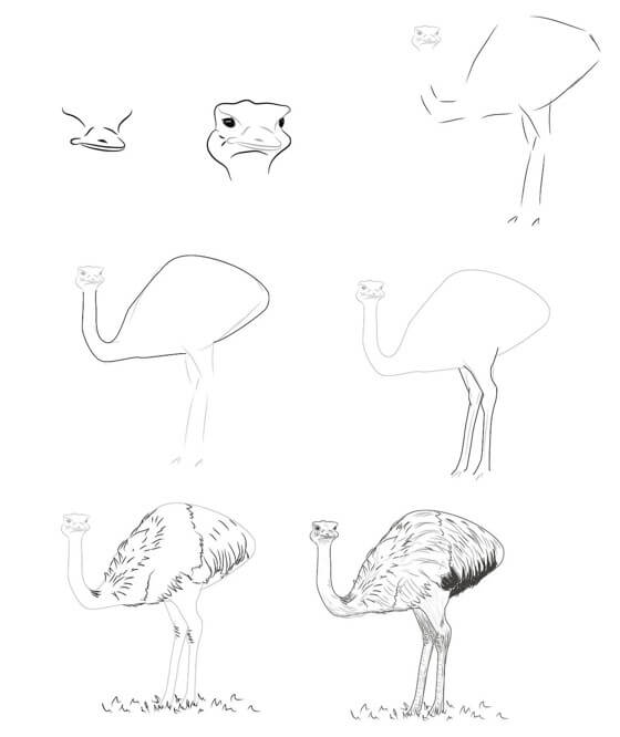 Ostrich idea (13) Drawing Ideas