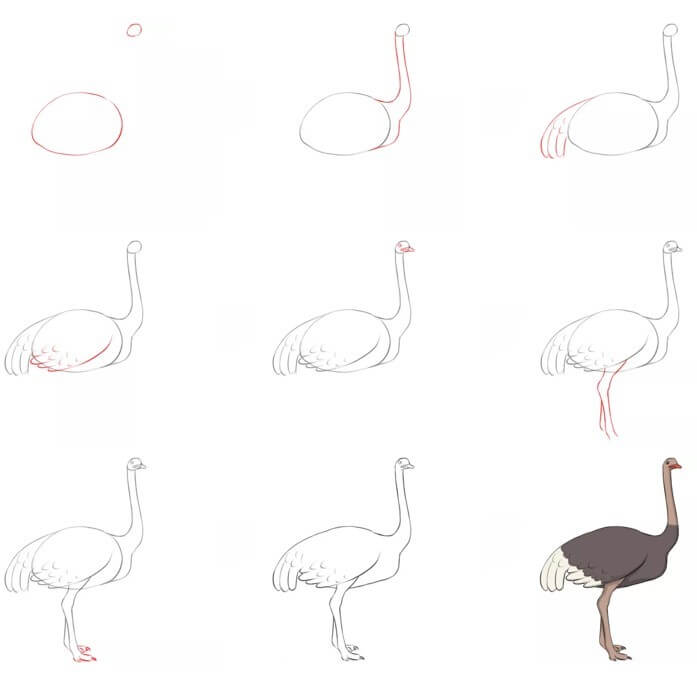 Ostrich idea (14) Drawing Ideas
