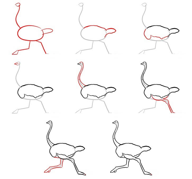 Ostrich idea (16) Drawing Ideas