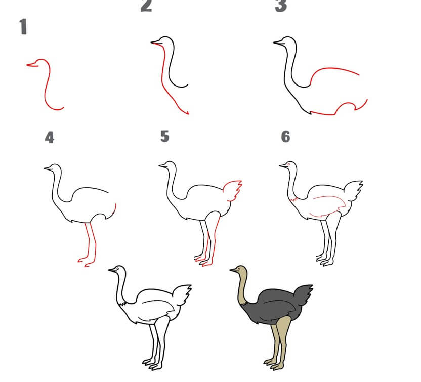 Ostrich idea (19) Drawing Ideas