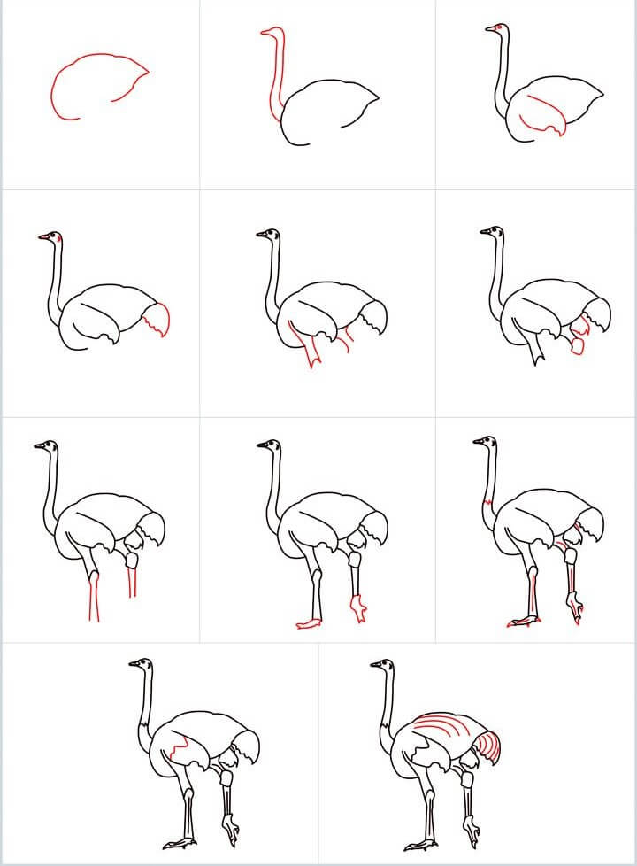 Ostrich idea (21) Drawing Ideas