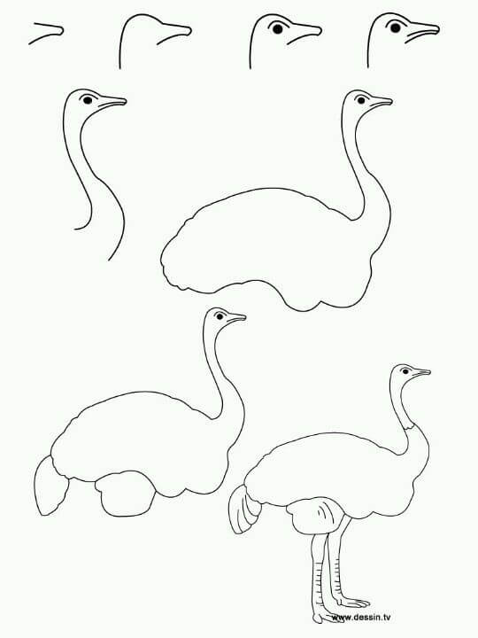 Ostrich idea (5) Drawing Ideas