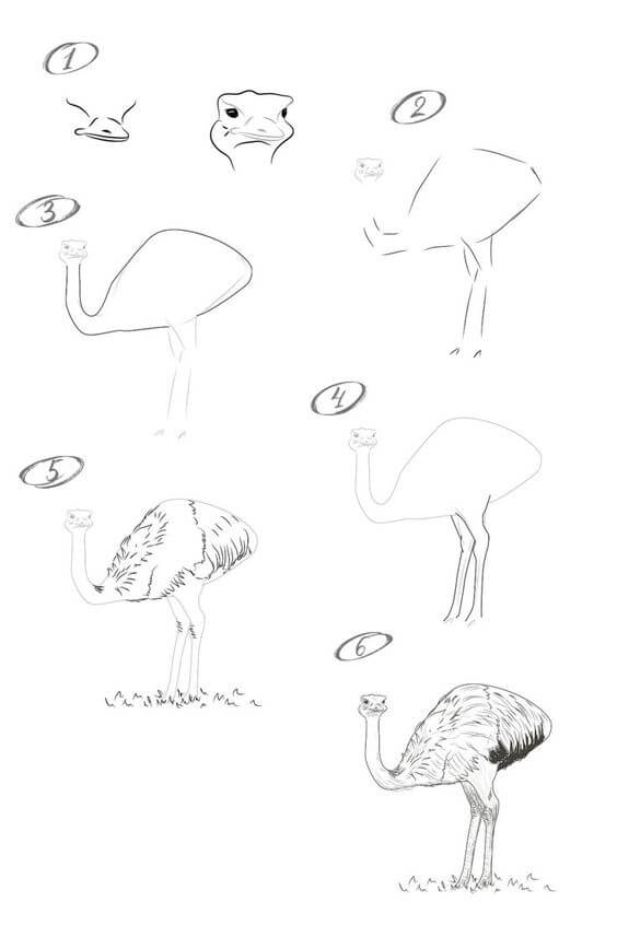 Ostrich idea (7) Drawing Ideas