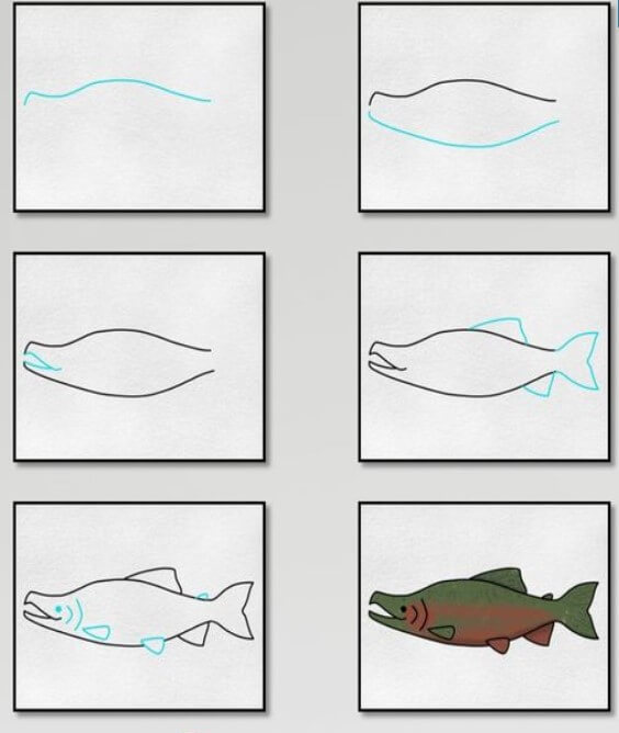 Salmon (1) Drawing Ideas