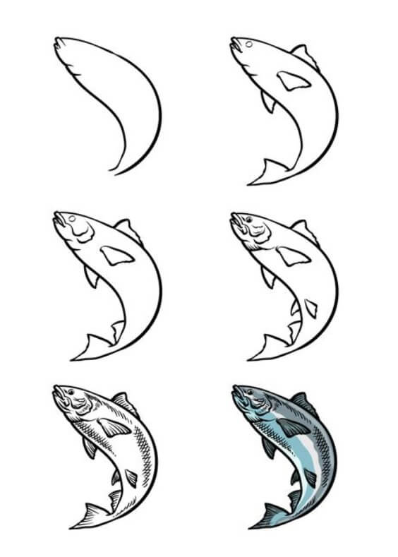 Salmon (2) Drawing Ideas