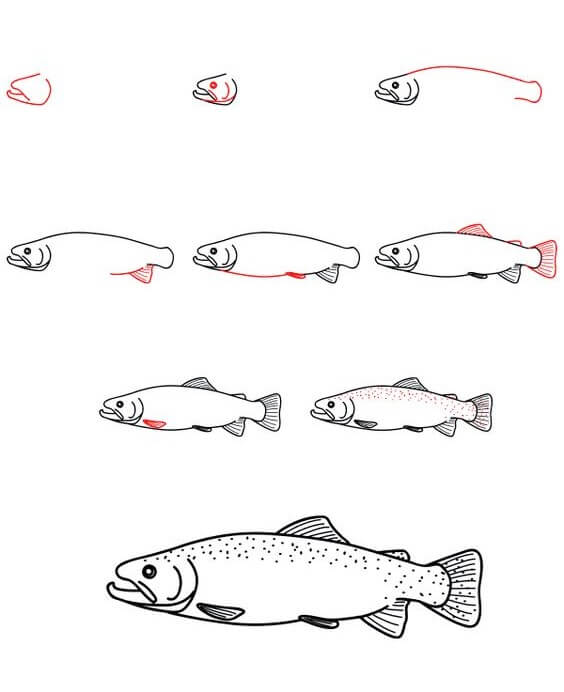 How to draw Salmon (3)