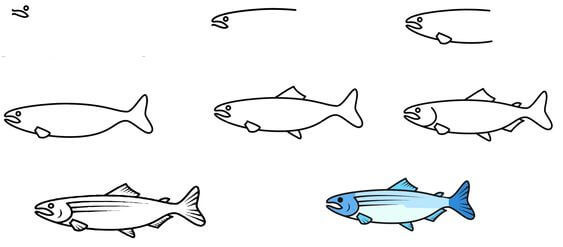 Salmon (4) Drawing Ideas