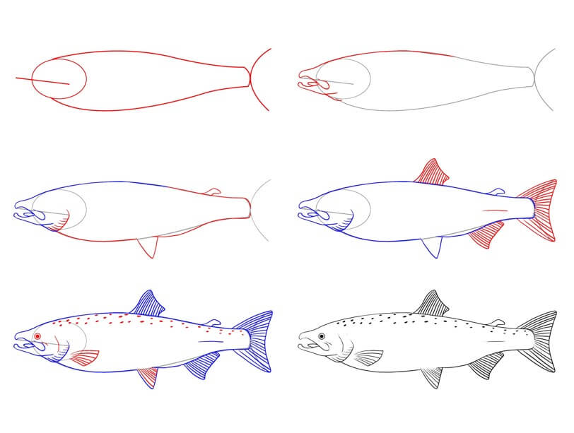 Salmon (8) Drawing Ideas