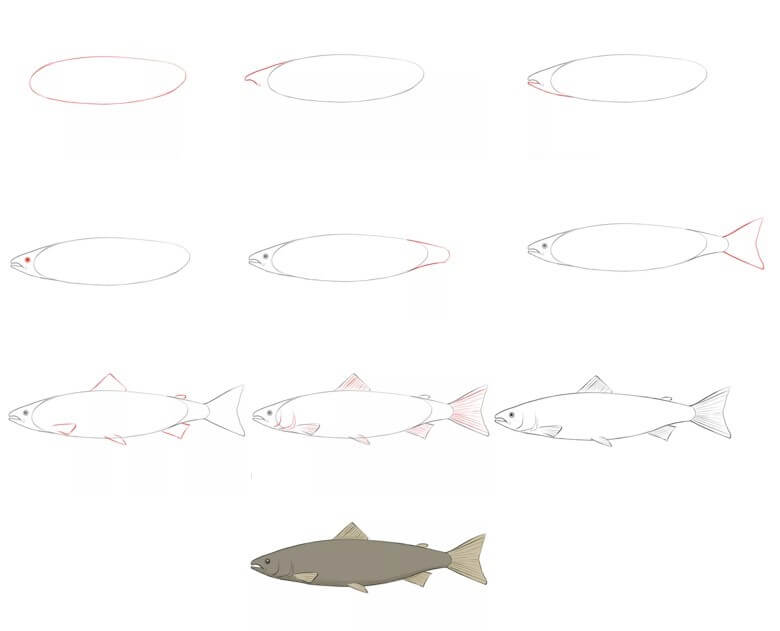 How to draw Salmon (9)