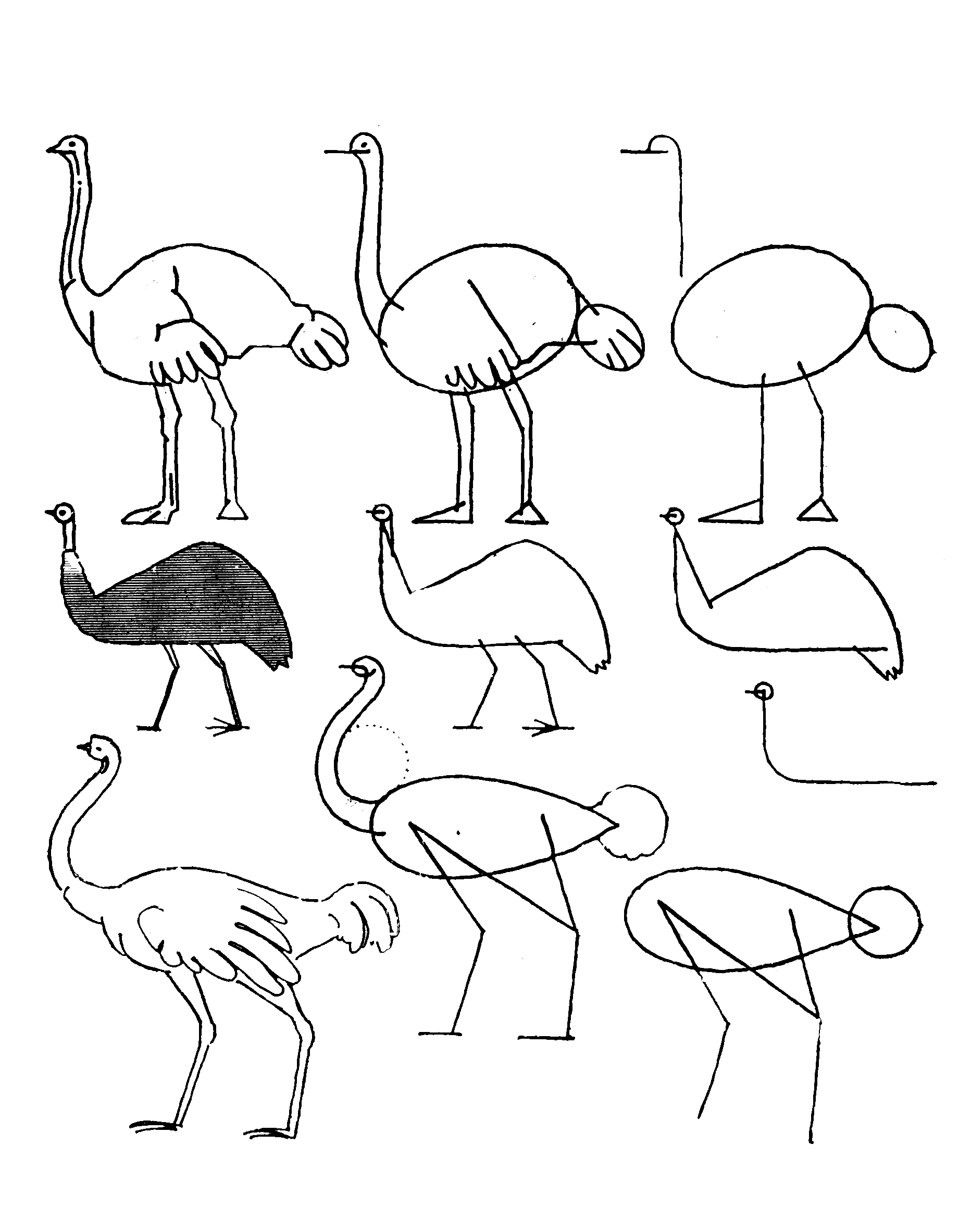 Simple ostrich drawing (3) Drawing Ideas
