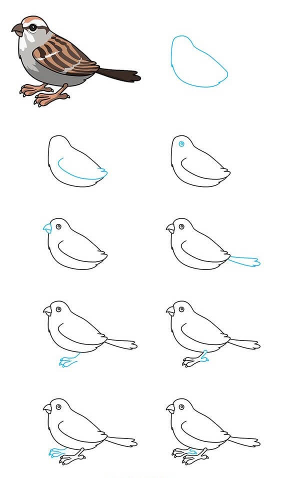 Sparrow idea (1) Drawing Ideas