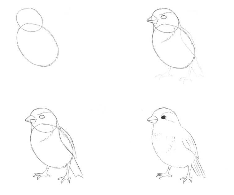 Sparrow Drawing Ideas
