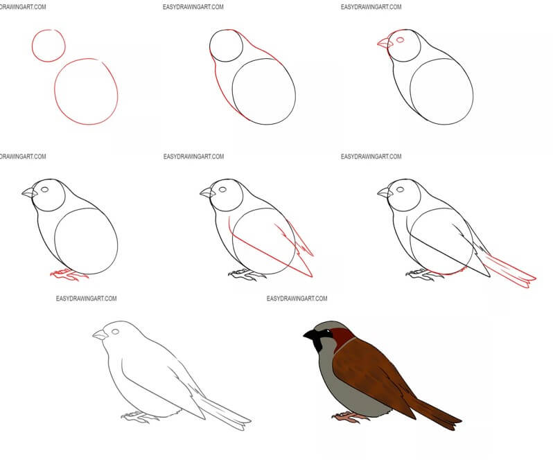 Sparrow idea (15) Drawing Ideas