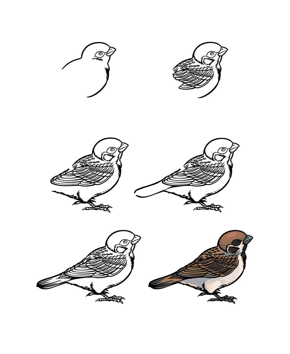 Sparrow idea (16) Drawing Ideas