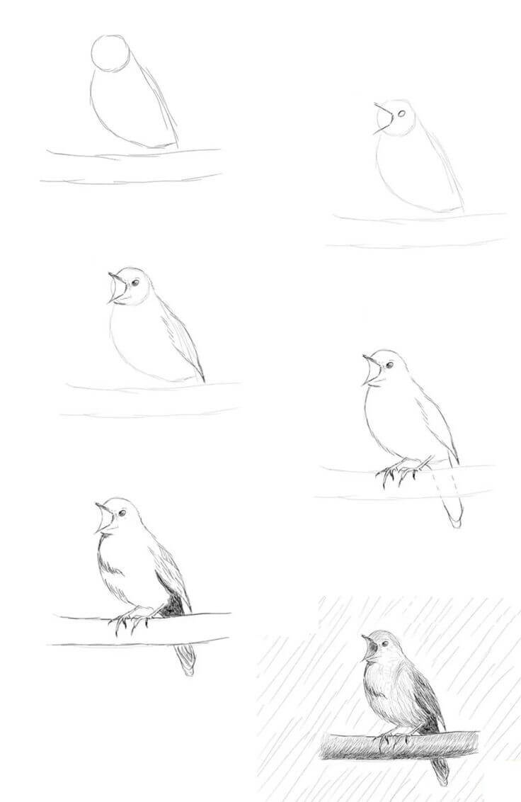 Sparrow idea (8) Drawing Ideas