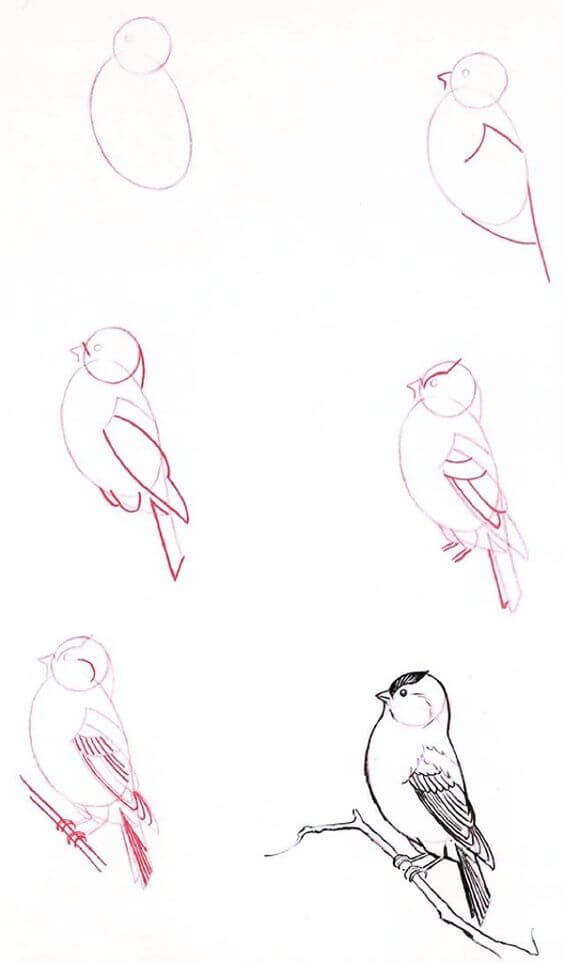 Sparrow idea (9) Drawing Ideas