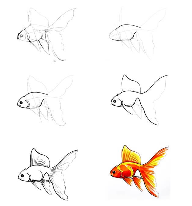 How to draw Goldfish idea (14)