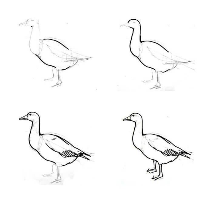 How to draw Goose idea (14)